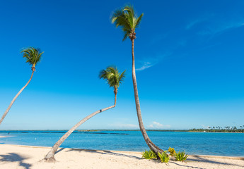 Obraz premium Palm Ocean Sky