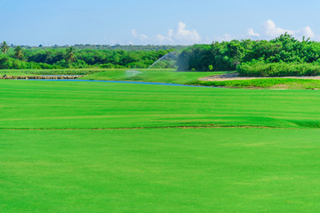 Naklejka premium watering the golf course