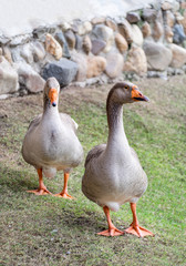 Two brown goose in farm