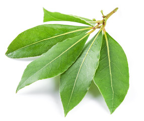Bay leaf isolated on the white background.