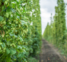 Hops yard. Hops plants climbing of special supported strings or