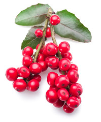 European Holly (Ilex) leaves and fruit on a white background.