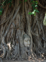 Ancient Buddha head in tree roots