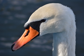 swan floating in a pond
