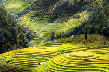 Rice fields on terraced of Mu Cang Chai