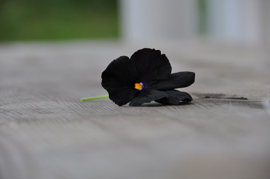 En svart vacker Pensé. Black Molly en underbar viol och blomma. 