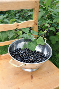 Svartvinb&auml;r fr&aring;n egen tr&auml;dg&aring;rd. B&auml;r fulla av C-vitamin till saft, smothie och annat. 