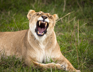 Fototapeta na wymiar Lioness in mid yawn showing powerful teeth in Kenya's Masai Mara