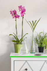 Orchids on a white commode