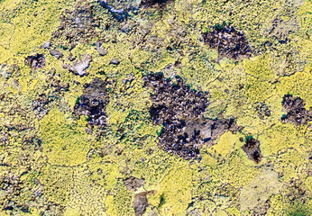 Stone with lichen (background).