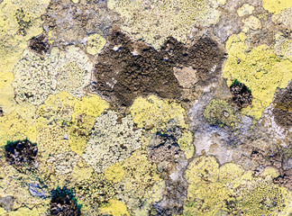 Stone with lichen (background).