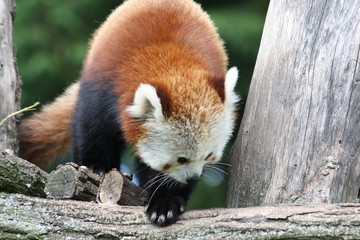Red Panda