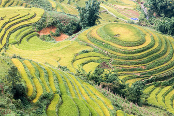 Rice fields on terraced of Mu Cang Chai
