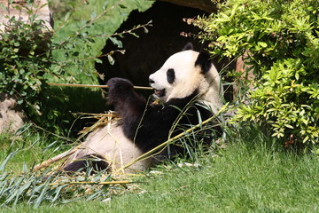 Panda