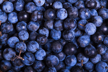 Fototapeta na wymiar Blackthorn berries full screen