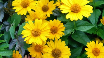 beautiful yellow flowers in the garden.