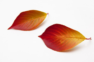 maple leaves on white backgrounds