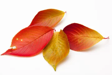 Fotobehang maple leaves on white backgrounds © noman77