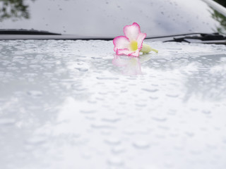 Beautiful pink flowers rested on a gray background