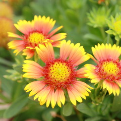 Gaillardia aristata Blanket Blossoms, Yellow Flowers, Flora.
