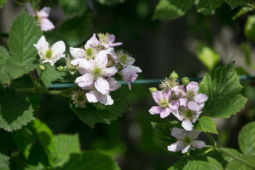 Rubus ulmifolius - Mora - plant flowered blackberry