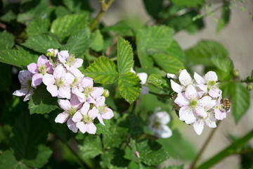 Rubus ulmifolius - Mora - plant flowered blackberry