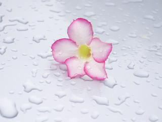 Beautiful pink flowers rested on a gray background