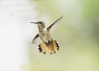 Obraz premium Rufous Hummingbird (Selasphorus rufus) Female in Flight