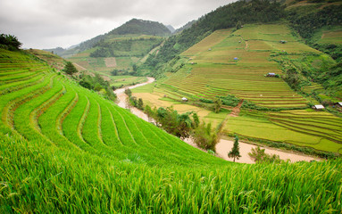 Obraz premium Rice fields at Northwest Vietnam