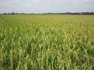 Rice plant