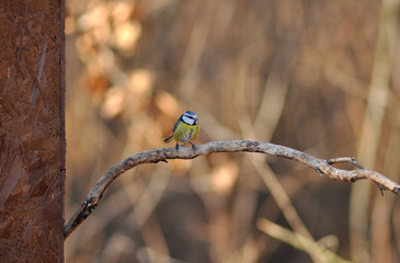 Eurasian blue tit (Cyanistes caeruleus)