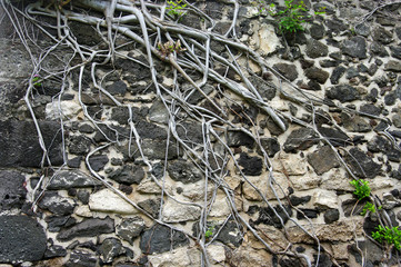La Réunion - Mur de pierres et racines