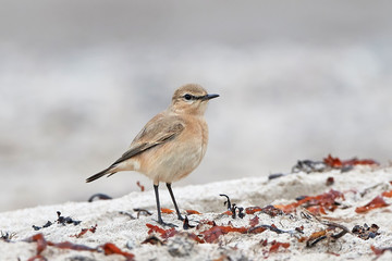 Isabelline wheatear (Oenanthe isabellina)