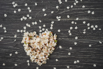 Apricot blossom in shape of heart on dark gray wooden background. Sign of spring, nature awakening.