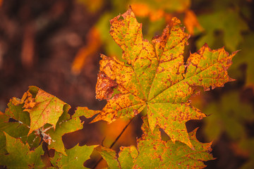 autumn leaves yellow and green of the tree
