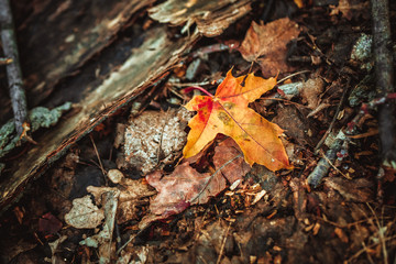 autumn leaves yellow and green on the ground in the forest