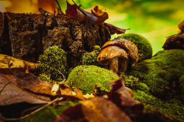 dark mushrooms on green moss with a wet hat