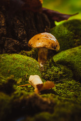 dark mushrooms on green moss with a wet hat