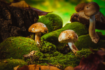 dark mushrooms on green moss with a wet hat