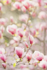 Closeup of pink magnolia flowers outdoors in spring time. Shallow focus