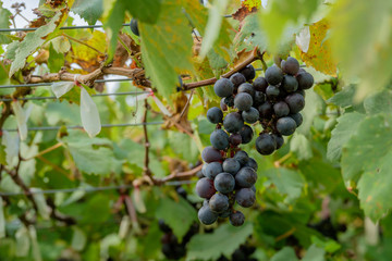 Black grape on tree.