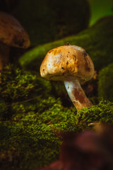 dark mushrooms on green moss with a wet hat