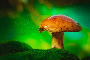 fresh brown cap boletus mushroom on moss in the rain