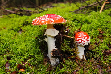 Early Christmas atmosphere in October