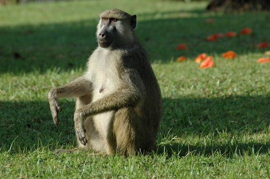 monkey