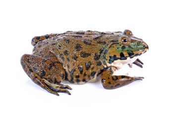 frog on white background