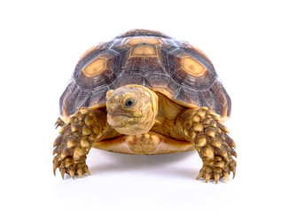 turtle on white background