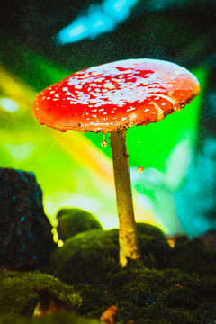 beautiful red with white spots mushroom on moss