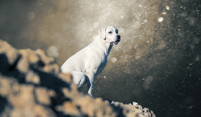 Labrador retriever Hund auf einem Berg sitzend - abstrakter Hintergrund