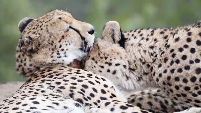 Cheetahs in the Kruger national park of south africa licking each other tenderly